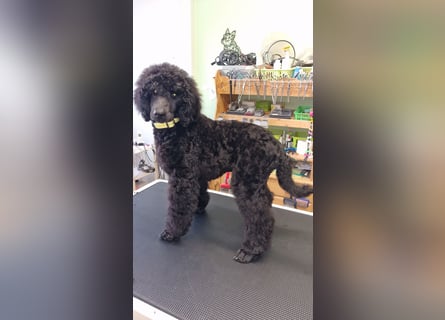 Großpudelwelpen schwarz