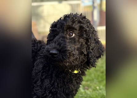 Die Drei vom Kap Arkona (Grosspudelwelpen)