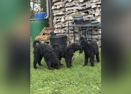 Die Drei vom Kap Arkona (Grosspudelwelpen)