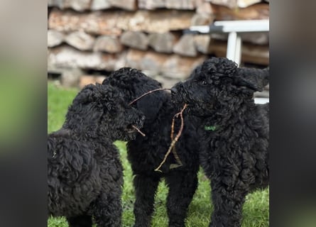 Die Drei vom Kap Arkona (Grosspudelwelpen)