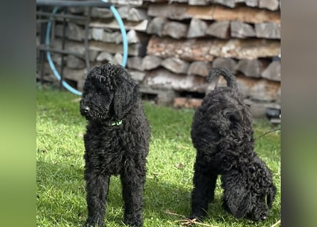 Die Drei vom Kap Arkona (Grosspudelwelpen)