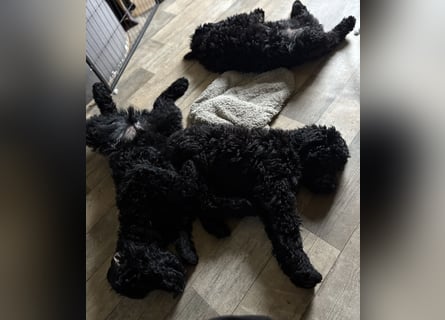 Die Drei vom Kap Arkona (Grosspudelwelpen)