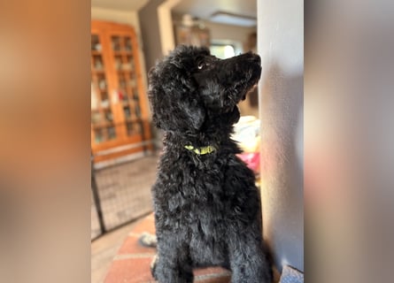 Die Drei vom Kap Arkona (Grosspudelwelpen)