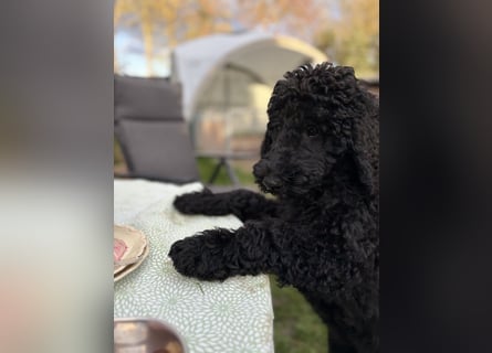 Die Drei vom Kap Arkona (Grosspudelwelpen)