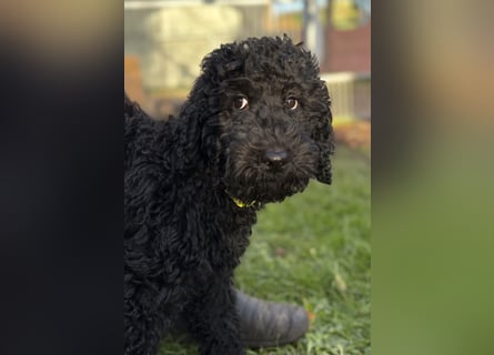 Die Drei vom Kap Arkona (Grosspudelwelpen)