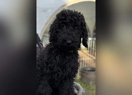 Die Drei vom Kap Arkona (Grosspudelwelpen)