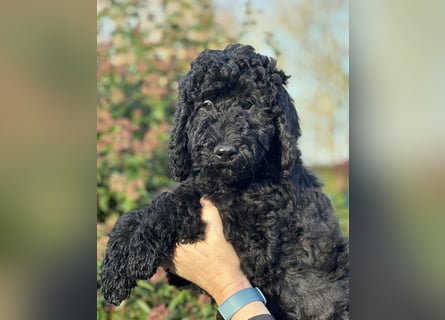 Die Drei vom Kap Arkona (Grosspudelwelpen)