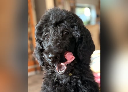 Die Drei vom Kap Arkona (Grosspudelwelpen)