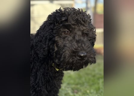 Die Drei vom Kap Arkona (Grosspudelwelpen)