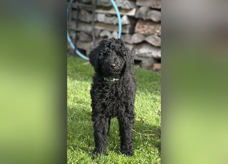 Die Drei vom Kap Arkona (Grosspudelwelpen)