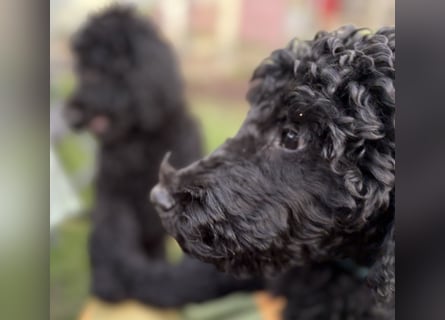 Die Drei vom Kap Arkona (Grosspudelwelpen)