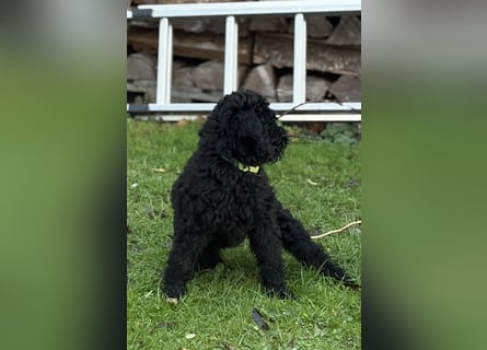 Die Drei vom Kap Arkona (Grosspudelwelpen)