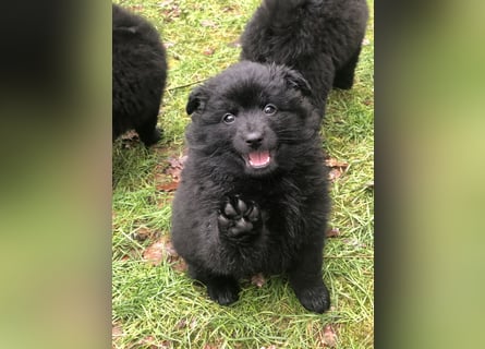 Spitz-Welpen aus liebevoller Hobbyzucht - Großspitz schwarz und grau - Deutsche Spitze