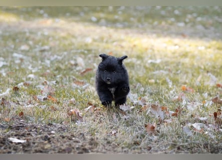 Spitz-Welpen aus liebevoller Hobbyzucht - Großspitz schwarz und grau - Deutsche Spitze