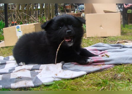 Spitz-Welpen aus liebevoller Hobbyzucht - Großspitz schwarz und grau - Deutsche Spitze