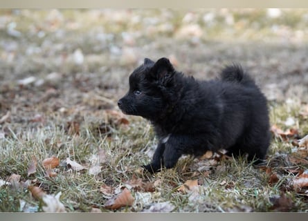 Spitz-Welpen aus liebevoller Hobbyzucht - Großspitz schwarz und grau - Deutsche Spitze