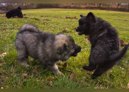 Spitz-Welpen aus liebevoller Hobbyzucht - Großspitz schwarz und grau - Deutsche Spitze