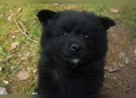 Spitz-Welpen aus liebevoller Hobbyzucht - Großspitz schwarz und grau - Deutsche Spitze