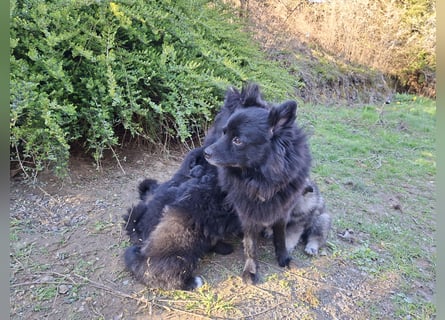 Spitze aus liebevoller Hobbyzucht – ein Junge und ein Mädchen suchen noch einen neuen Wirkungskreis