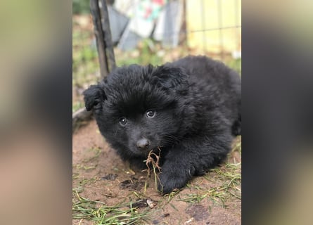 Spitze aus liebevoller Hobbyzucht – ein Junge und ein Mädchen suchen noch einen neuen Wirkungskreis