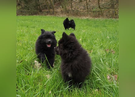 Spitze aus liebevoller Hobbyzucht – ein Junge und ein Mädchen suchen noch einen neuen Wirkungskreis