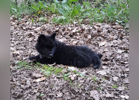 Spitze aus liebevoller Hobbyzucht – ein Junge und ein Mädchen suchen noch einen neuen Wirkungskreis