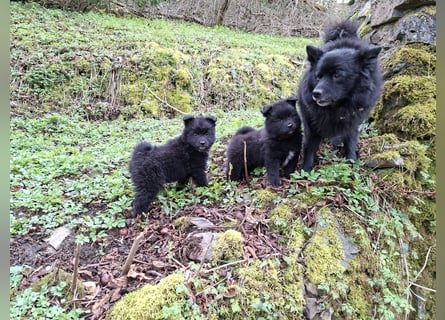 Spitze aus liebevoller Hobbyzucht – ein Junge und ein Mädchen suchen noch einen neuen Wirkungskreis