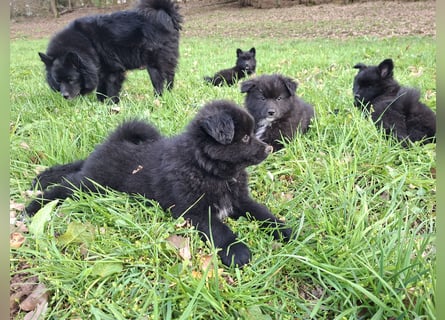 Spitze aus liebevoller Hobbyzucht – ein Junge und ein Mädchen suchen noch einen neuen Wirkungskreis