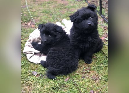 Spitze aus liebevoller Hobbyzucht – ein Junge und ein Mädchen suchen noch einen neuen Wirkungskreis