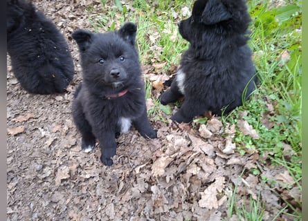 Spitze aus liebevoller Hobbyzucht – ein Junge und ein Mädchen suchen noch einen neuen Wirkungskreis