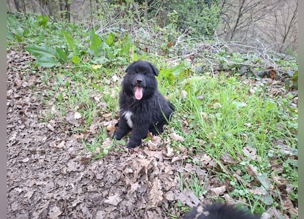 Spitze aus liebevoller Hobbyzucht – ein Junge und ein Mädchen suchen noch einen neuen Wirkungskreis