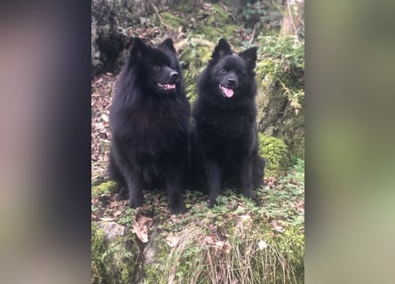 Spitze aus liebevoller Hobbyzucht – ein Junge und ein Mädchen suchen noch einen neuen Wirkungskreis