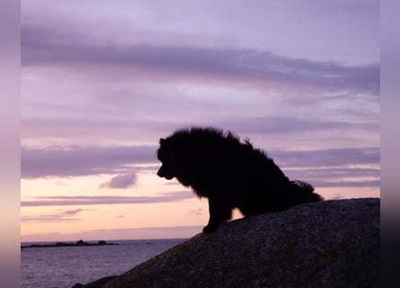 Spitze aus liebevoller Hobbyzucht – ein Junge und ein Mädchen suchen noch einen neuen Wirkungskreis