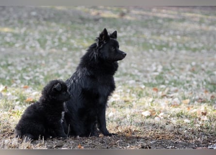 Spitze aus liebevoller Hobbyzucht – ein Junge und ein Mädchen suchen noch einen neuen Wirkungskreis
