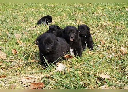Spitze aus liebevoller Hobbyzucht – ein Junge und ein Mädchen suchen noch einen neuen Wirkungskreis