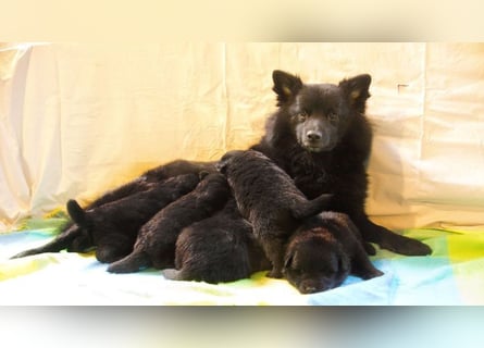 Spitze aus liebevoller Hobbyzucht – ein Junge und ein Mädchen suchen noch einen neuen Wirkungskreis