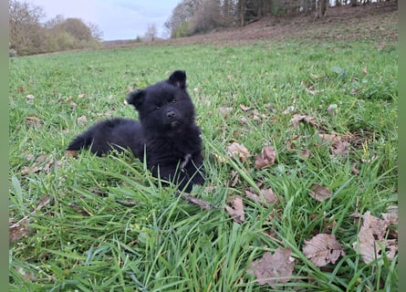 Spitze aus liebevoller Hobbyzucht – ein Junge und ein Mädchen suchen noch einen neuen Wirkungskreis