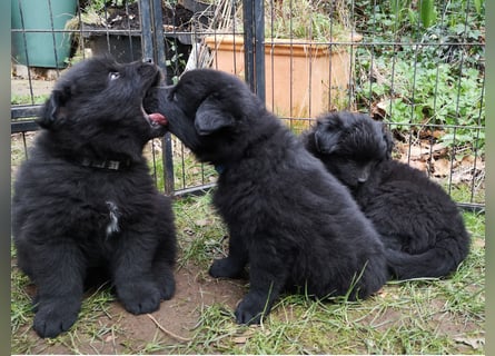 Spitze aus liebevoller Hobbyzucht – ein Junge und ein Mädchen suchen noch einen neuen Wirkungskreis