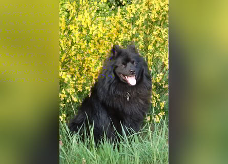 Spitze aus liebevoller Hobbyzucht – ein Junge und ein Mädchen suchen noch einen neuen Wirkungskreis