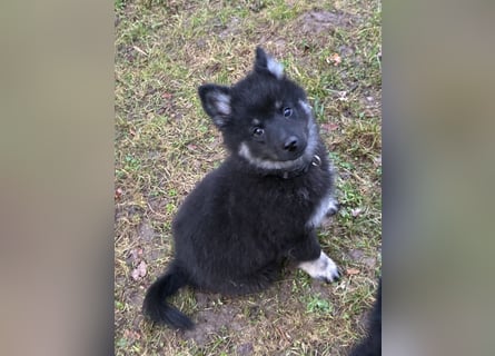 Spitze Großspitzwelpe suchen noch einen liebevollen Betreuer