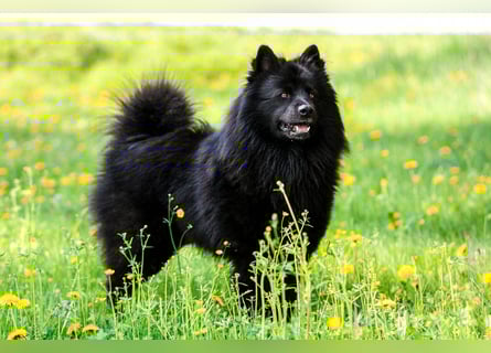 Spitze Großspitzwelpe suchen noch einen liebevollen Betreuer
