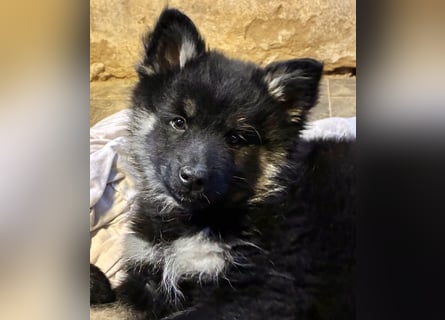 Spitze Großspitzwelpe suchen noch einen liebevollen Betreuer