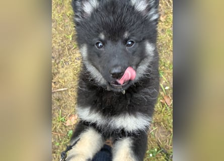 Spitze Großspitzwelpe suchen noch einen liebevollen Betreuer
