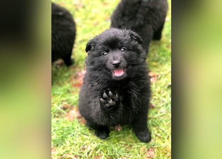 Spitzwelpe Großspitzwelpe suchen noch eine liebevolle Familie