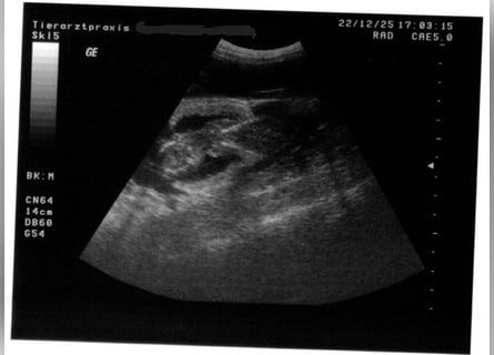 Wurfankündigung: reinrassige Hannoversche Schweißhundwelpen ab dem 15.01.2026