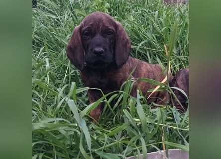 Hannoverscher Schweißhund