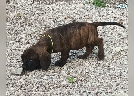 Hannoverscher Schweißhund