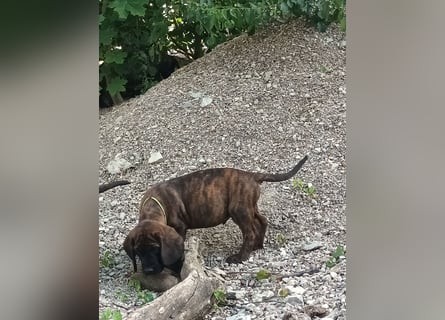 Hannoverscher Schweißhund