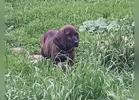 Hannoverscher Schweißhund