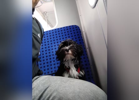 Deckrüde mit Erfahrung